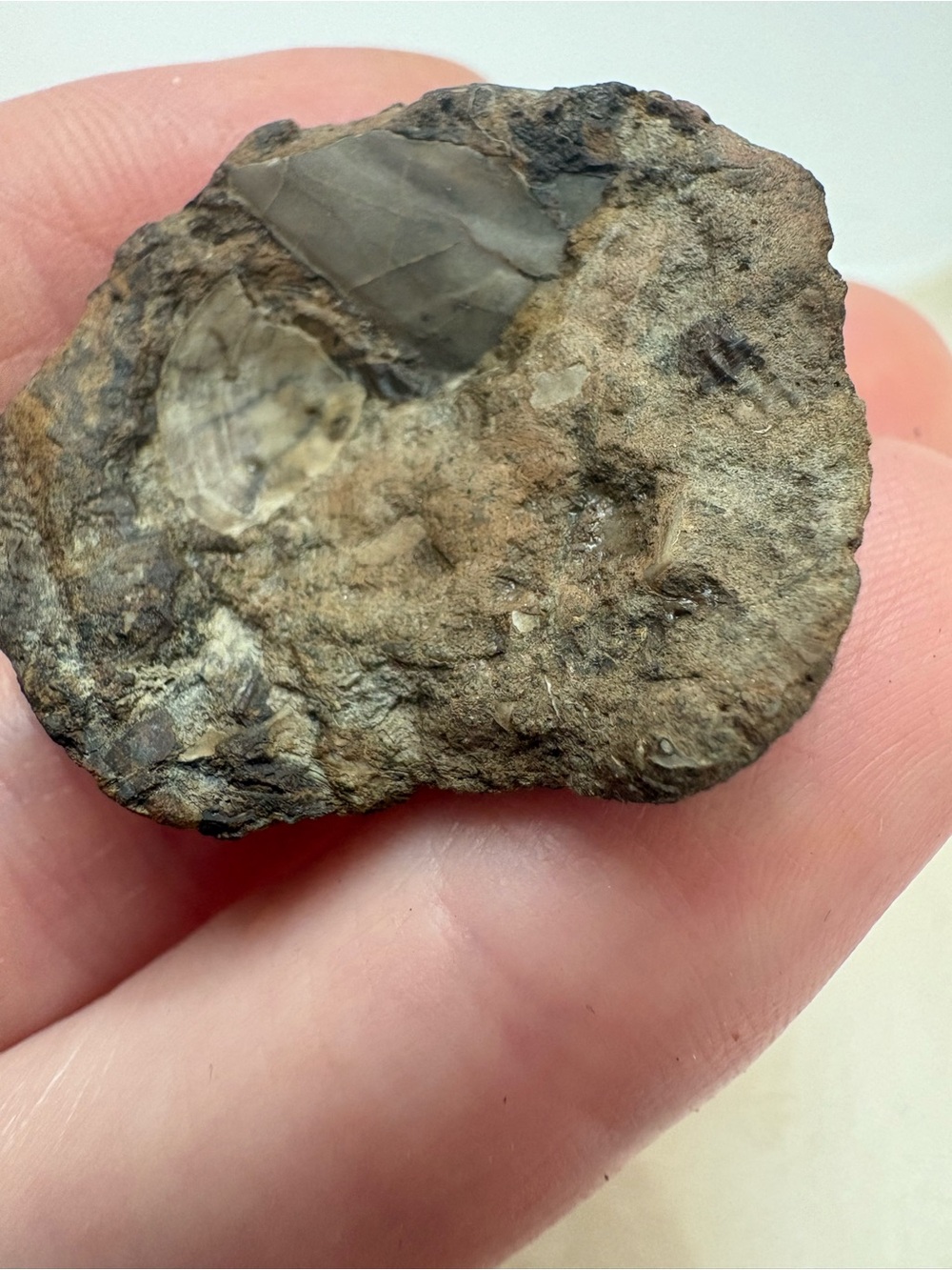 Shell fossil Oklahoma